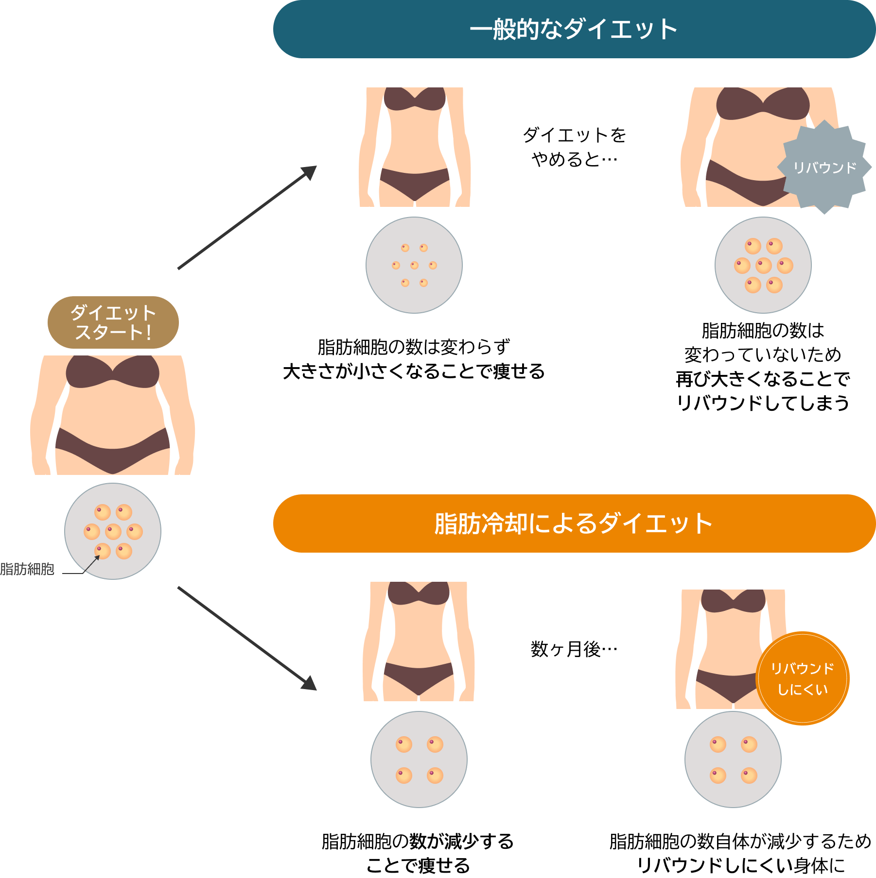 脂肪細胞の数を減らすためリバウンドなし