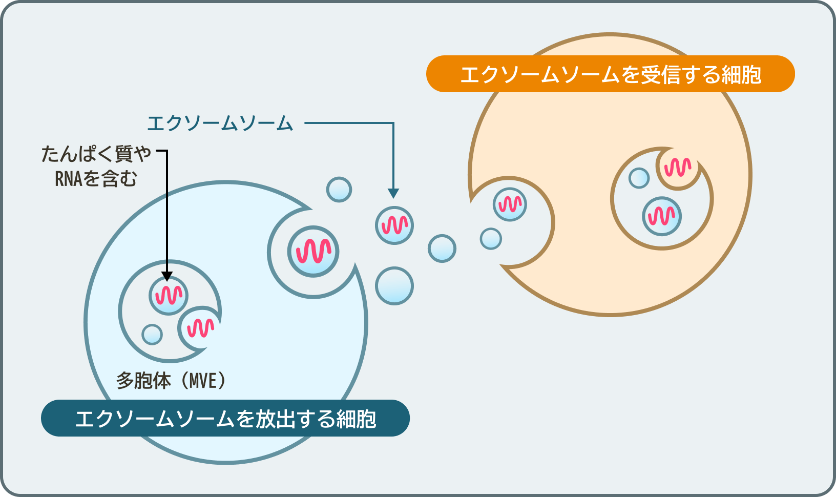 再生医療とは、自然には回復しない組織・臓器の回復を促す医療です