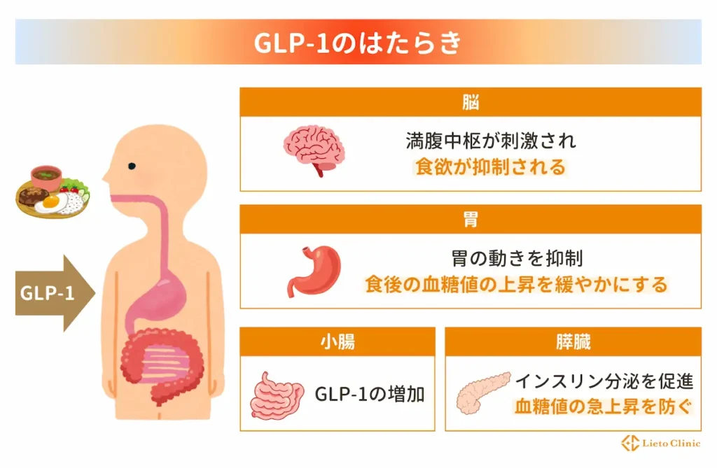 GLP-1のはたらき