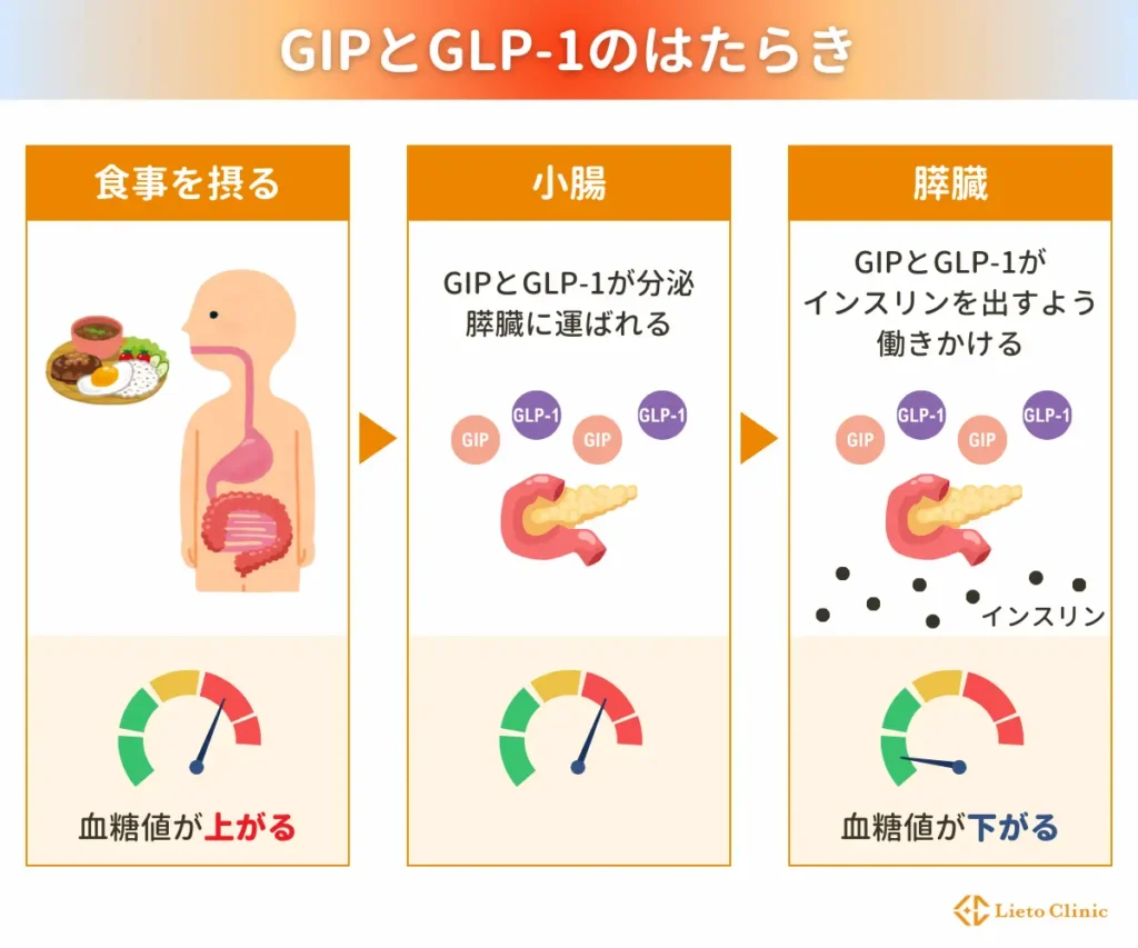 GIPとGLP-1のはたらき