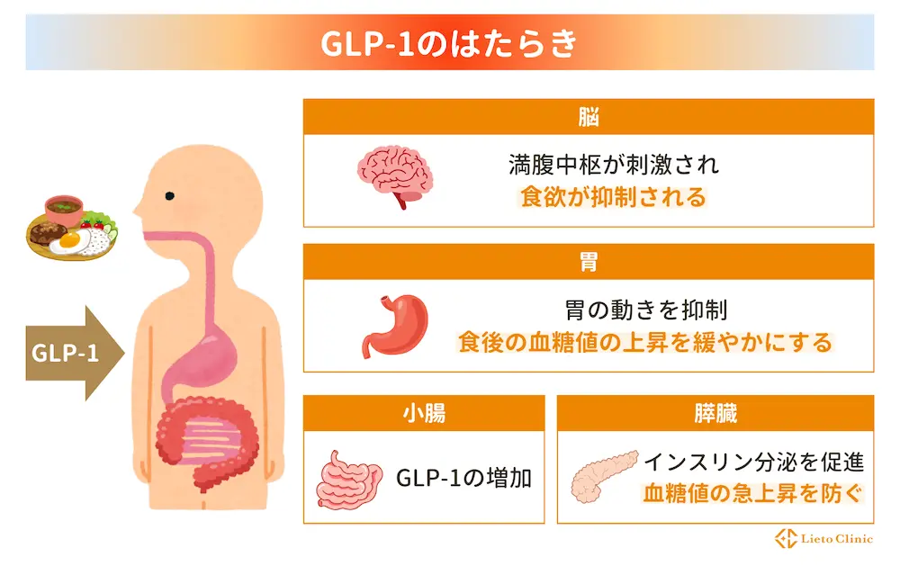 GLP-1のはたらき