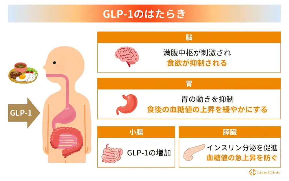 リベルサスで痩せる仕組み